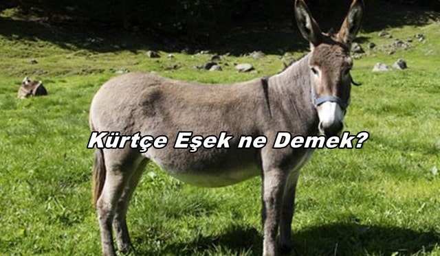 Kürtçe Eşek Ne Demek?